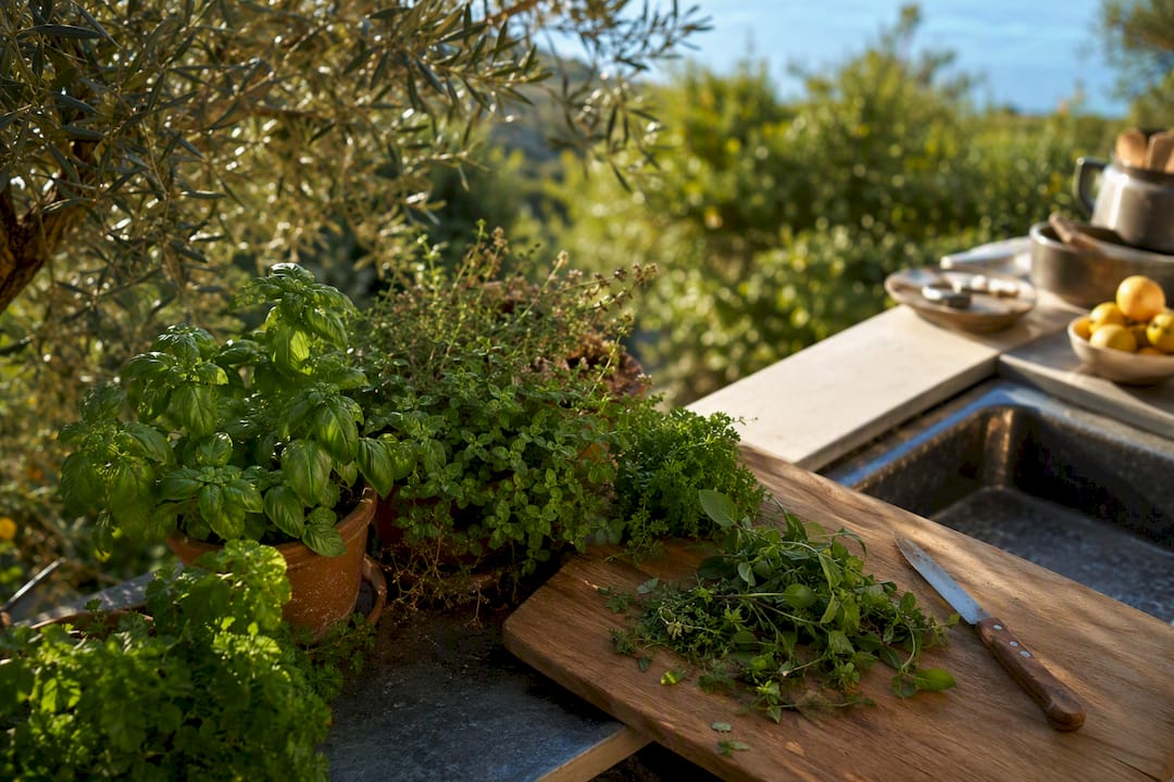 Erbe mediterranee fresche nel giardino dell'Elba