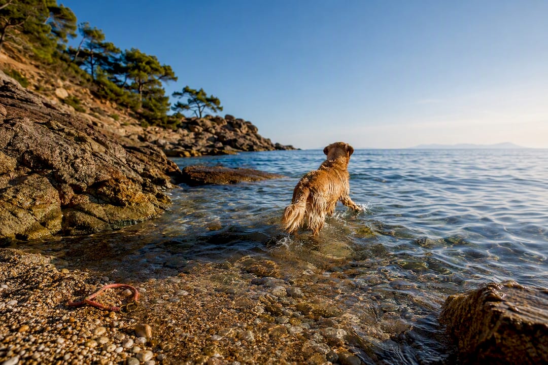 Cane che nuota in una piccola baia all’Isola d’Elba
