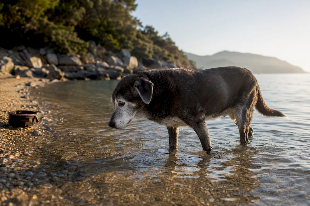 Cane anziano che si rilassa nell’acqua bassa a Fonza