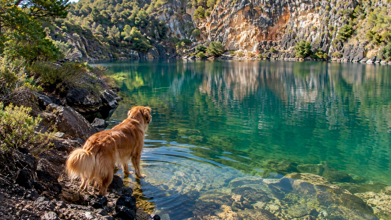 Cane sulla riva del laghetto di Terranera