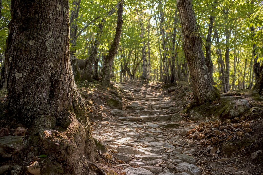 Sentiero tra i castagni sul Monte Capanne