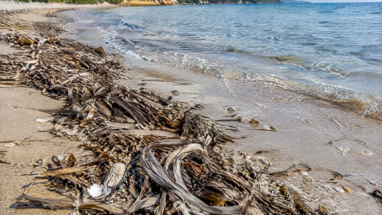 Posidonia naturalmente depositata sulla riva